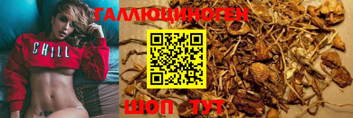 Галлюциногенные грибы Psilocybe  Вход с VPN  Орск 